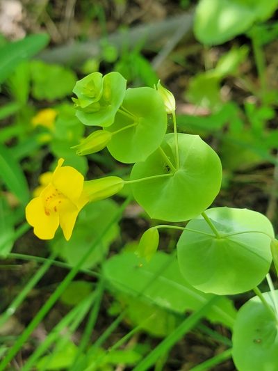 Erythranthe glaucescens, photographed by Colin J Pryor