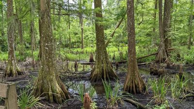 Taxodium distichum, photographed by Joseph Aubert