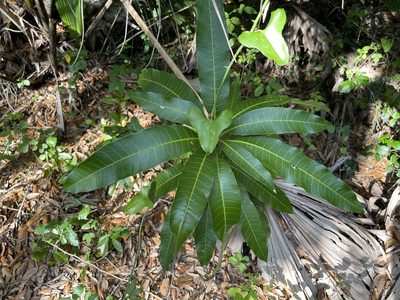 Mangifera indica, photographed by Brandon Corder
