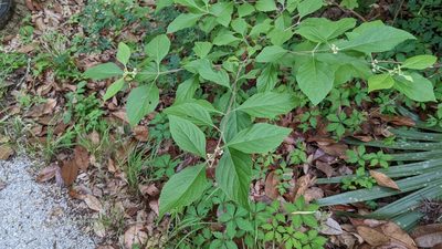 Callicarpa americana, photographed by Joseph Aubert