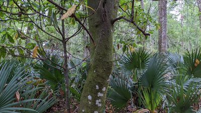 Magnolia grandiflora, photographed by Joseph Aubert