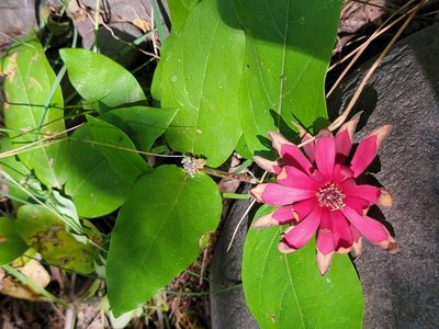 Calycanthus occidentalis, photographed by Colin J Pryor