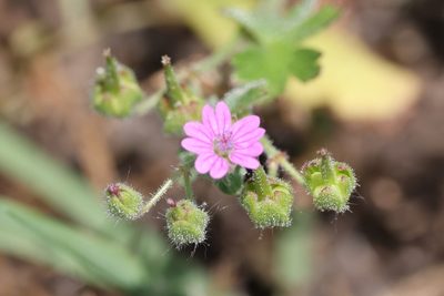 Geranium molle, photographed by Kathy Richardson