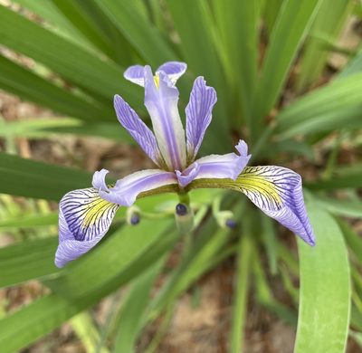 Iris virginica, photographed by Corey Fuhrer