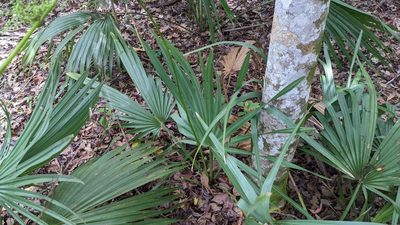 Sabal minor, photographed by Joseph Aubert