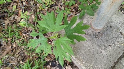Ambrosia trifida, photographed by Joseph Aubert