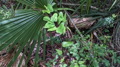 Smilax glauca, photographed by Joseph Aubert