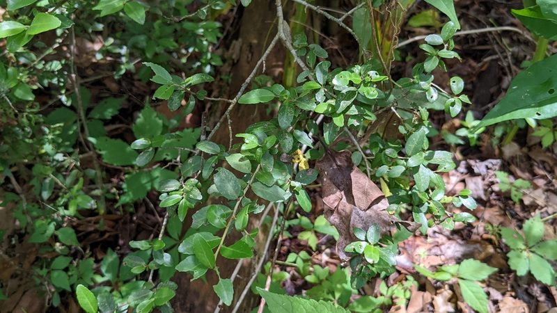 Ilex vomitoria, photographed by Joseph Aubert