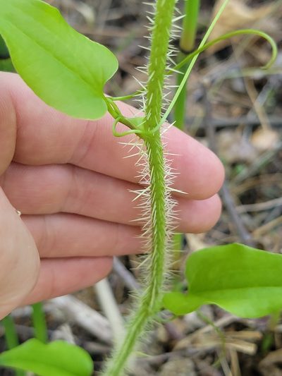 Smilax californica, photographed by Colin J Pryor