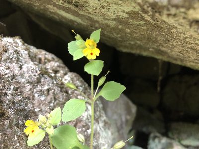 Erythranthe alsinoides, photographed by Kieran Hanrahan