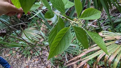 Callicarpa americana, photographed by Joseph Aubert