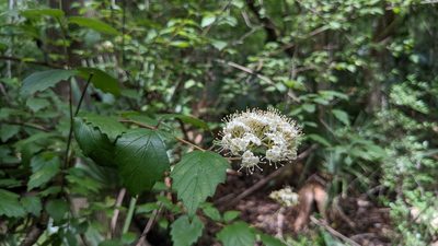 Viburnum scabrellum, photographed by Joseph Aubert