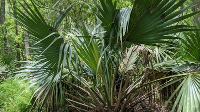 Sabal minor, photographed by Joseph Aubert