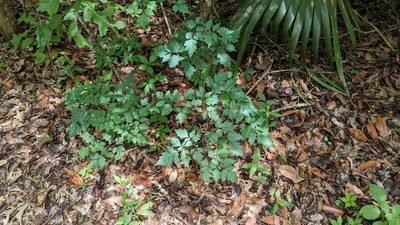 Nekemias arborea, photographed by Joseph Aubert