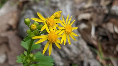 Packera glabella, photographed by john_hall