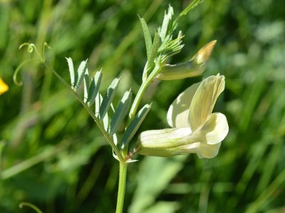 Vicia grandiflora, photographed by Dimitǎr Boevski