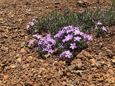 Phlox diffusa, photographed by Kieran Hanrahan