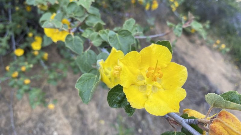 Fremontodendron californicum, photographed by Brendan Black