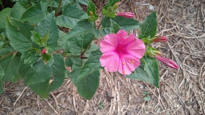 Mirabilis jalapa, photographed by ELOYJIMENEZ13
