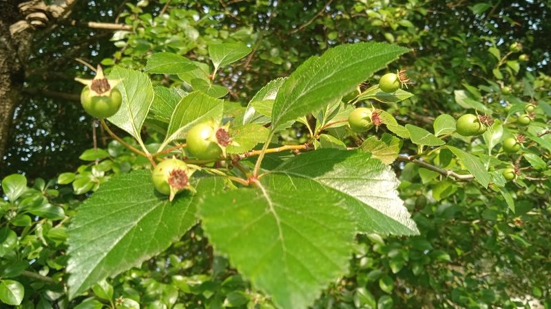 Crataegus mexicana, photographed by ELOYJIMENEZ13