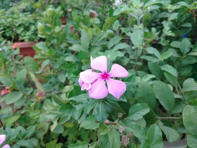 Catharanthus roseus