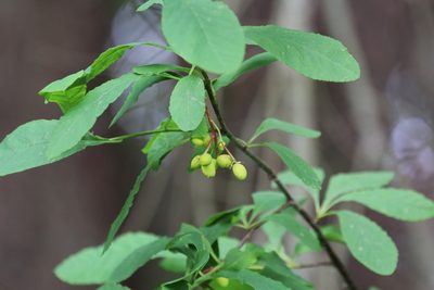 Oemleria cerasiformis, photographed by Eric Habisch