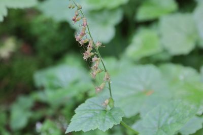 Tolmiea menziesii, photographed by Eric Habisch