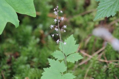 Tiarella trifoliata, photographed by Eric Habisch