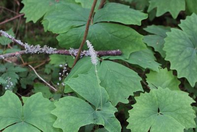 Achlys triphylla, photographed by Eric Habisch