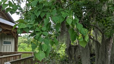 Triadica sebifera, photographed by Joseph Aubert