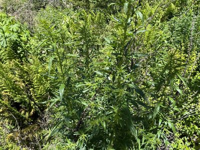 Datisca glomerata, photographed by Justin Felder