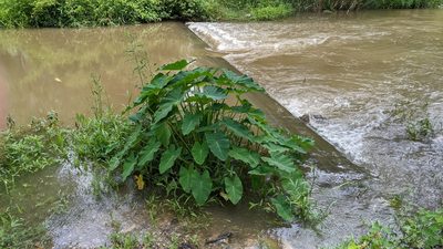 Colocasia esculenta, photographed by Joseph Aubert