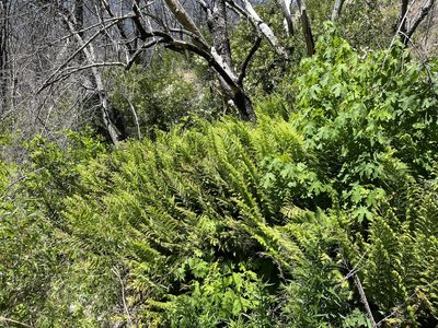 Woodwardia fimbriata, photographed by Justin Felder