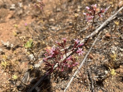 Chorizanthe fimbriata, photographed by Jess Mullins