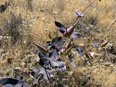 Asclepias cordifolia, photographed by Justin Felder