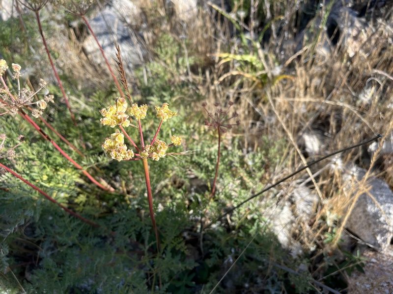 Cymopterus terebinthinus, photographed by Justin Felder
