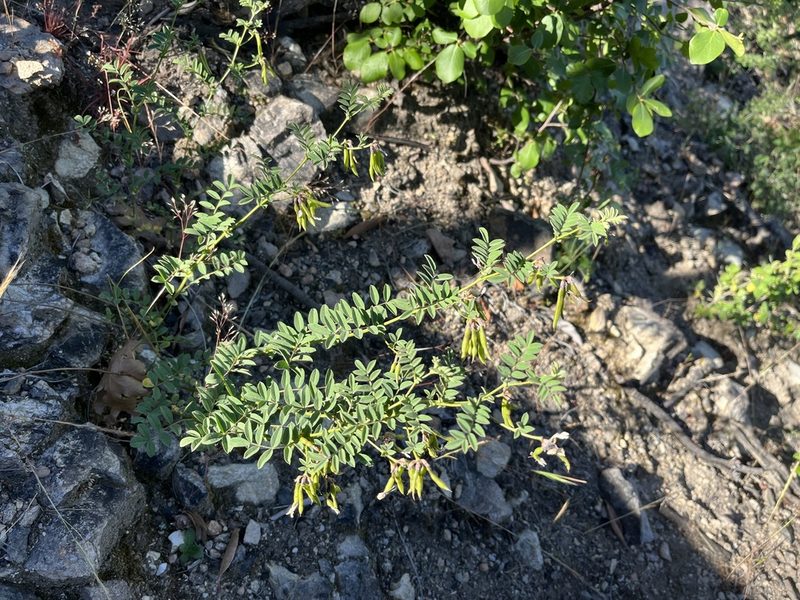 Hosackia stipularis, photographed by Justin Felder