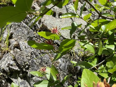 Calycanthus occidentalis, photographed by Justin Felder