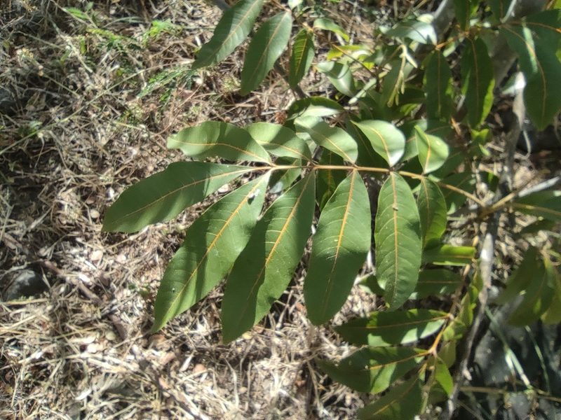 Cossinia pinnata, photographed by Augustin Soulard
