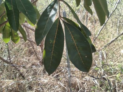 Cossinia pinnata, photographed by Augustin Soulard