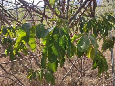 Cossinia pinnata, photographed by Augustin Soulard