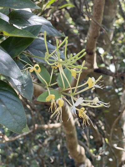 Lonicera macrantha, photographed by Yj