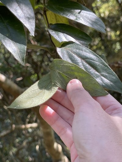 Lonicera macrantha, photographed by Yj