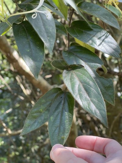 Lonicera macrantha, photographed by Yj