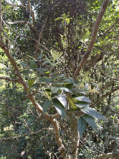 Lonicera macrantha, photographed by Yj