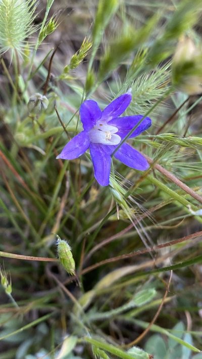 Brodiaea insignis, photographed by Brendan Black