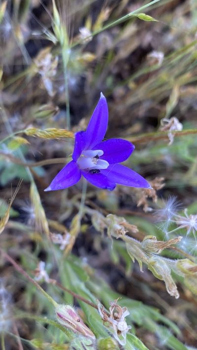 Brodiaea insignis, photographed by Brendan Black