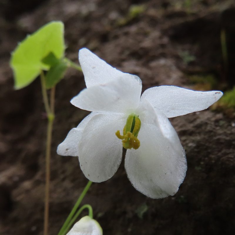 Epimedium diphyllum, photographed by Timur Kalininsky