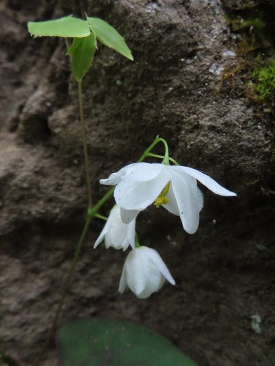 Epimedium diphyllum, photographed by Timur Kalininsky