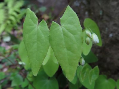 Epimedium diphyllum, photographed by Timur Kalininsky